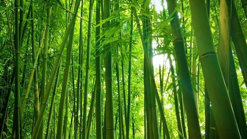 Tre là nguồn tài nguyên quý giá cho nội thất